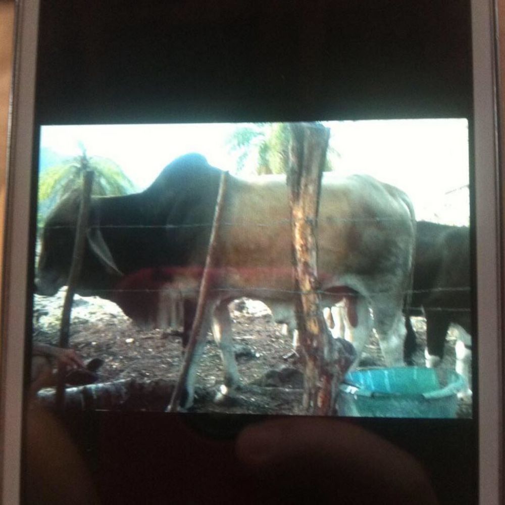 Meet your Posher, Nelzon